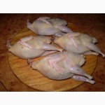 Тушки BIO перепелиные, фазана и курицы свежие