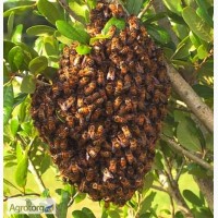 Пчелиные рои 3000 рублей ЛНР