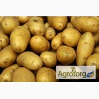 Приглашаем к сотрудничеству производителей картофеля