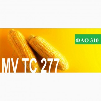 Продам семена кукурузы венгерской селекции Mv 277 (ФАО 310)