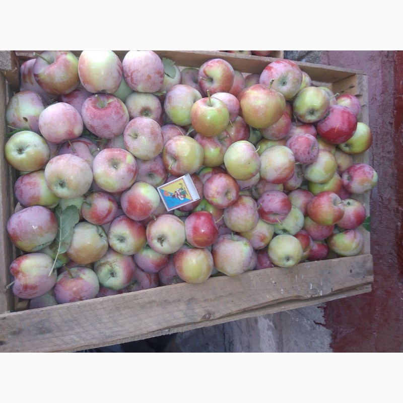 Фото 2. Продажа оптом 2-х тонн яблок 1 сорт. Флорина