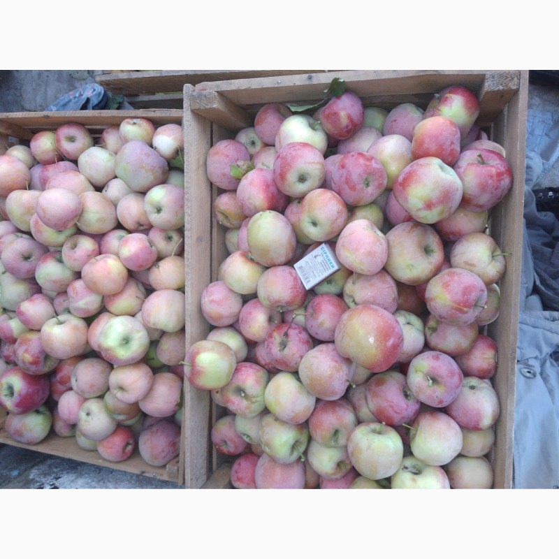 Фото 3. Продажа оптом 2-х тонн яблок 1 сорт. Флорина
