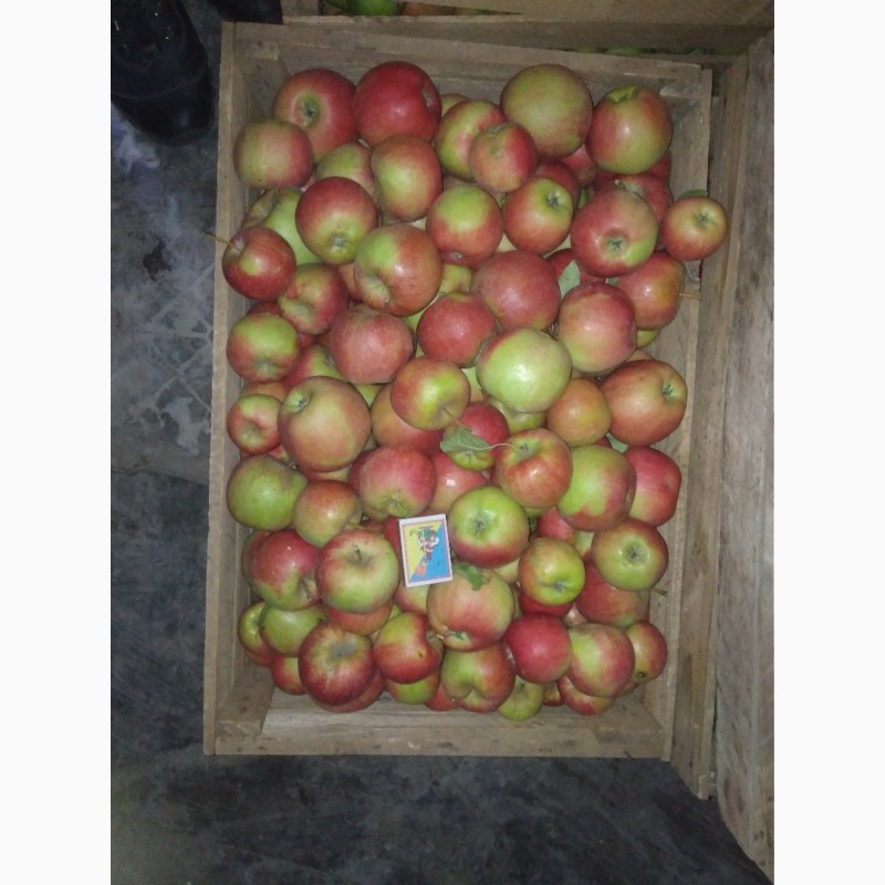 Фото 4. Продажа оптом 2-х тонн яблок 1 сорт. Флорина