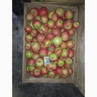 Продажа оптом 2-х тонн яблок 1 сорт. Флорина
