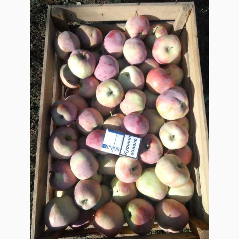 Фото 5. Продажа оптом 2-х тонн яблок 1 сорт. Флорина