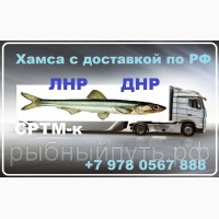 Крымская хамса 24 часа оптом от 20 тонн СРТМ-к Качество 100%
