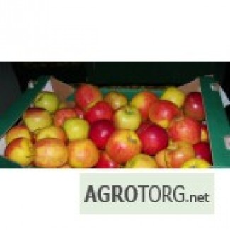 Продам яблоки сорта JONAGOLD и других сортов (под заказ)
