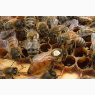 Матки породы пчел Бакфаст не 2019