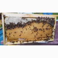Матки породы пчел Бакфаст не 2019