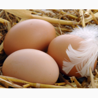 Инкубационное яйцо.Мясо яичные породы кур Венгрия, Полтавская обл