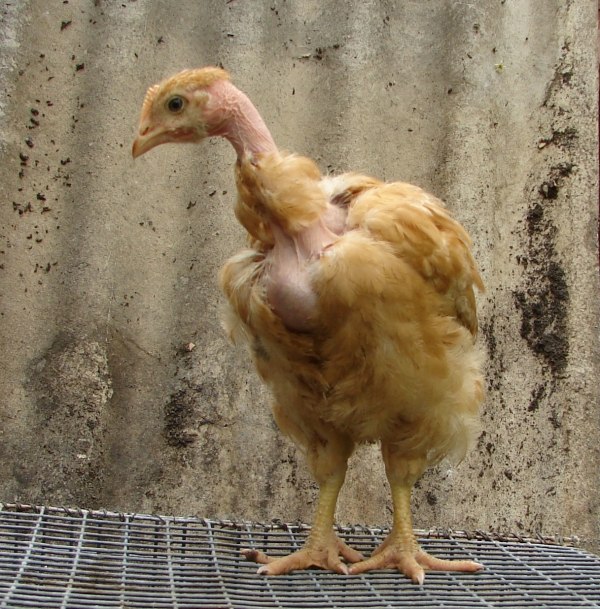 Фото 2. Подрощенные цыплята Испанки и бройлера РОСС-308