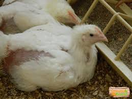 Фото 4. Подрощенные цыплята Испанки и бройлера РОСС-308