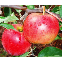 Фото 3. Продам яблоки урожай 2018 года