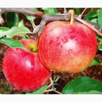 Продам яблоки урожай 2018 года
