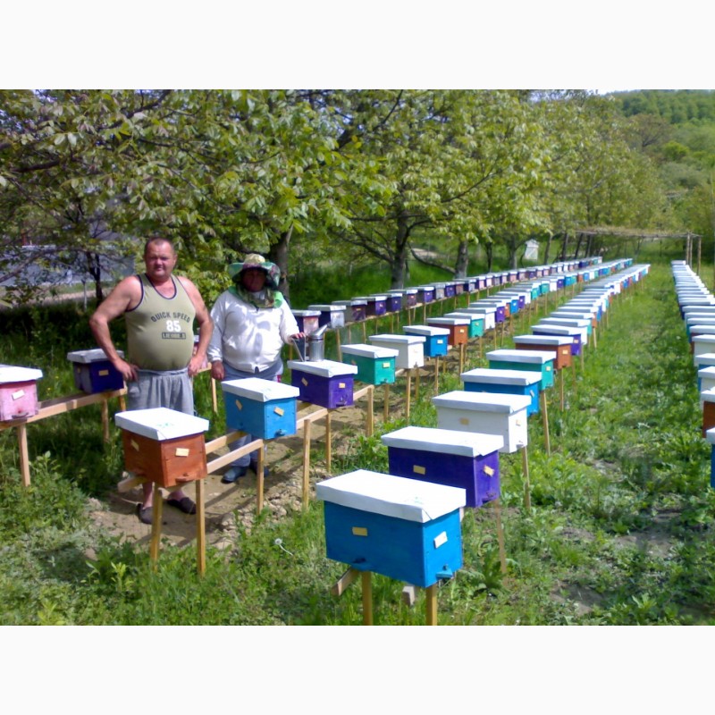 Фото 19. Продам Бджолопакети карпатської породи 2019