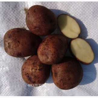 Реализуем семенной картофель