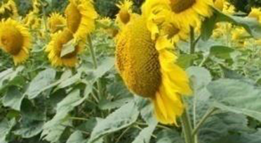 Фото 2. ПРОДАМ насіння соняшника від оригінатора
