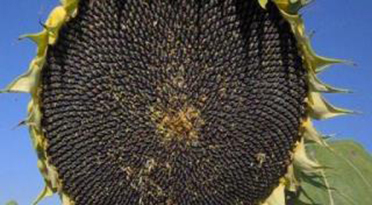Фото 3. ПРОДАМ насіння соняшника від оригінатора