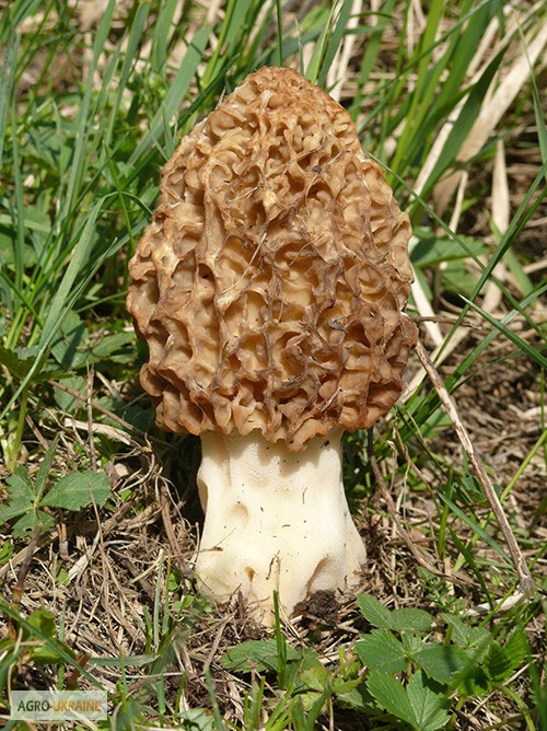 Фото 6. Мицелий Сморчок обыкновенный для выращивания грибов на участке высылаю новой почтой