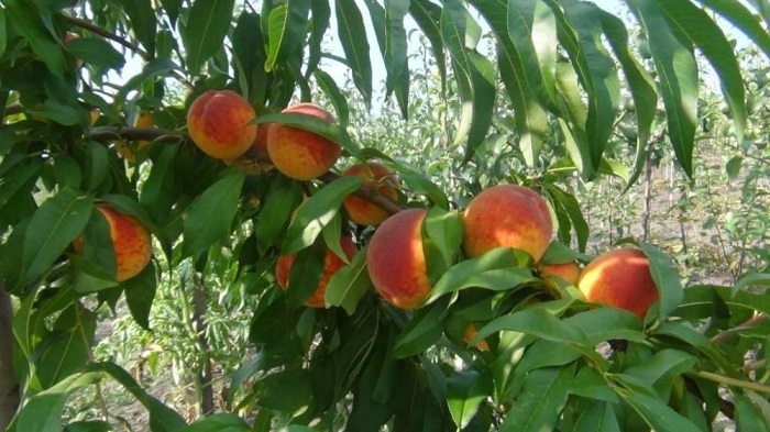 Фото 2. Саджанці персика і нектарину від виробника, висока якість
