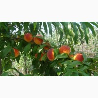 Саджанці персика і нектарину від виробника, висока якість