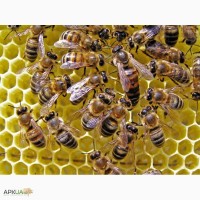 Продам пчелосемьи (Продам бджолосім#039;ї )