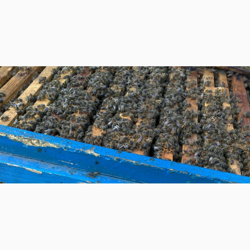 Фото 2. Продам бжджолосімї, бджоли, пасіка