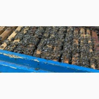 Продам бжджолосімї, бджоли, пасіка