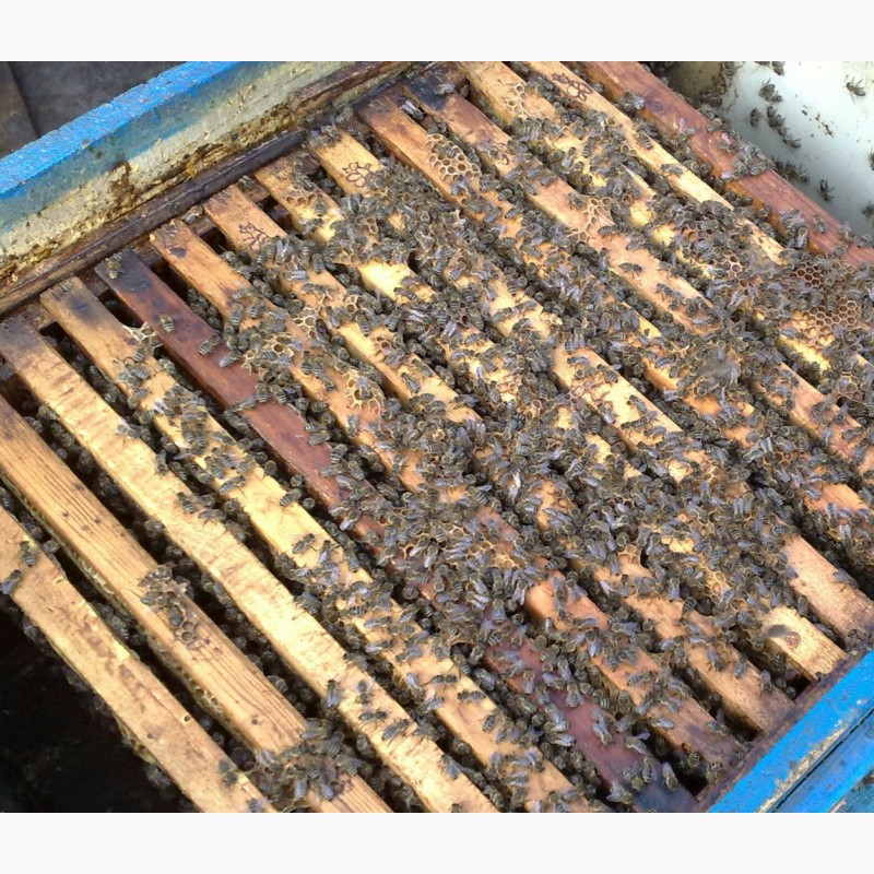 Фото 3. Продам бжджолосімї, бджоли, пасіка
