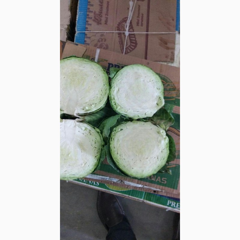 Фото 2. Продаем молодую капусту и Узбекистан