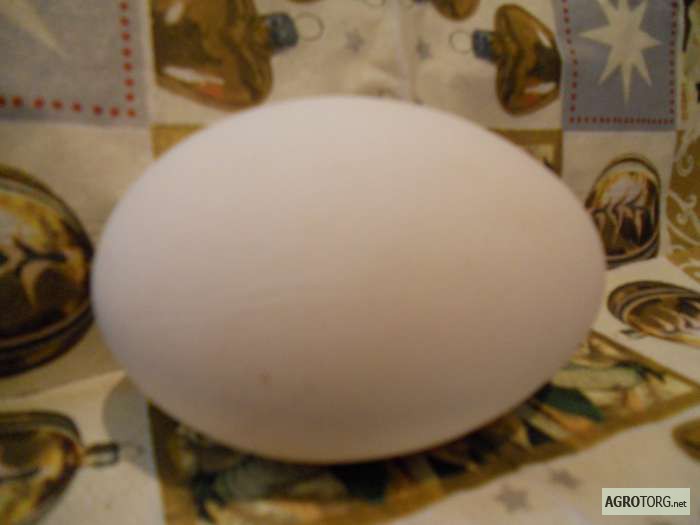 Фото 3. Продам яйцо гусиное.