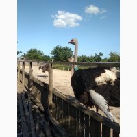 Семья страусов
