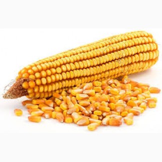 Підприємство закуповує кукурудзу