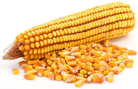 Підприємство закуповує кукурудзу