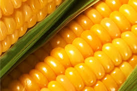 Фото 4. Підприємство закуповує кукурудзу