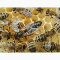 Бджоломатки Карпатки