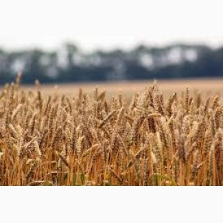 Семена озимой пшеницы Подолянка, урожайность 75, 2-113 ц/га