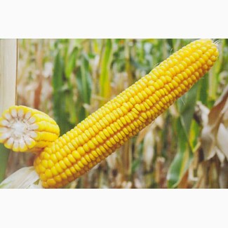Семена кукурузы Кремень 200