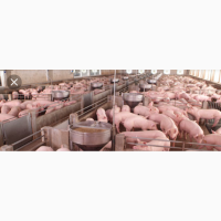 Закупаем свиней свиноматок по всей Украине