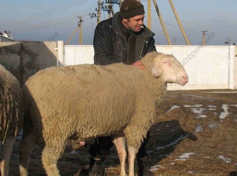 Фото 3. Продам племенных овцематок. Немецкий мериноланд