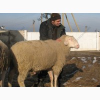 Продам племенных овцематок. Немецкий мериноланд