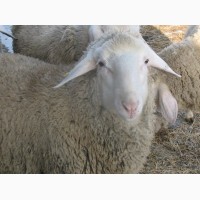Продам племенных овцематок. Немецкий мериноланд
