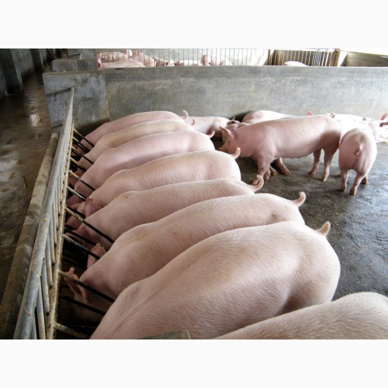 Купить свинину живым весам. Откорм свиней (мясной, беконный).. Свиньи на ферме. Современный свинарник. Современная свиноферма.
