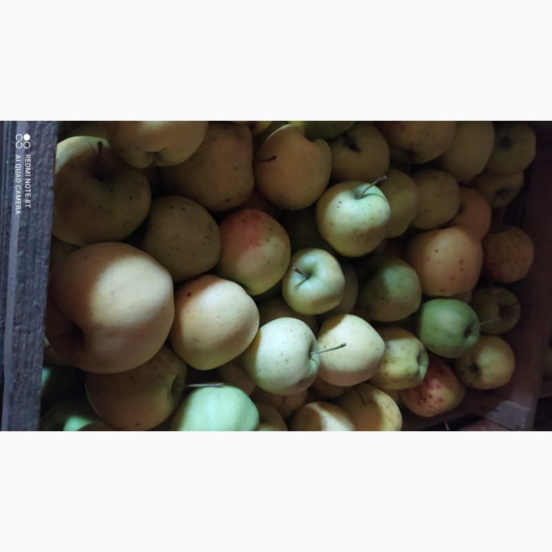 Фото 8. Продам гарні сортові яблука