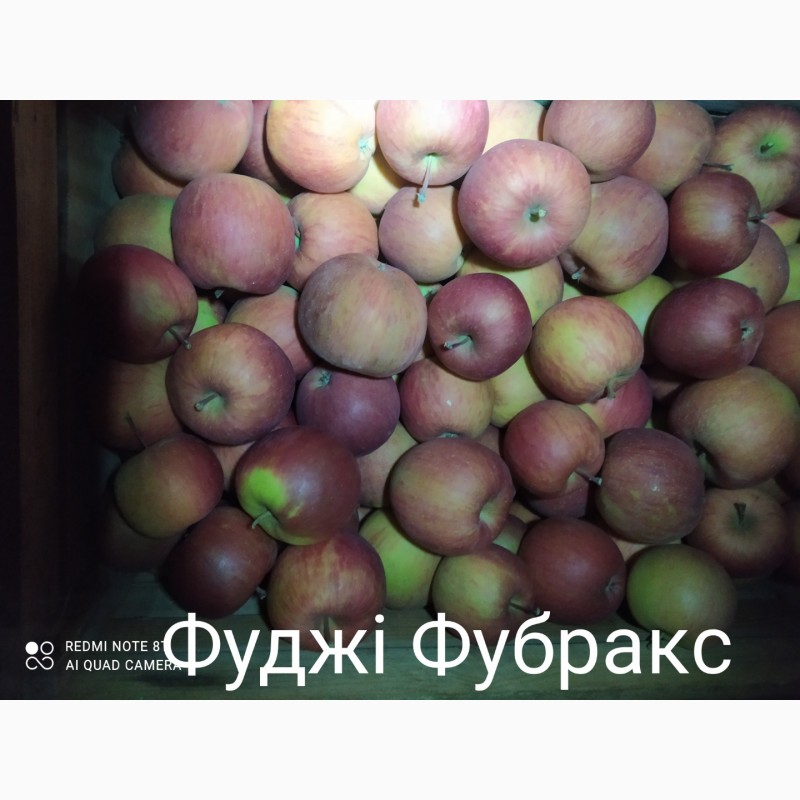 Фото 2. Продам гарні сортові яблука