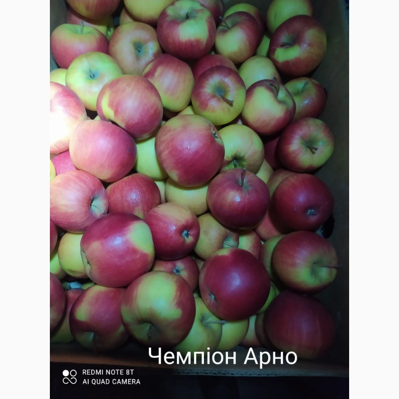 Фото 5. Продам гарні сортові яблука