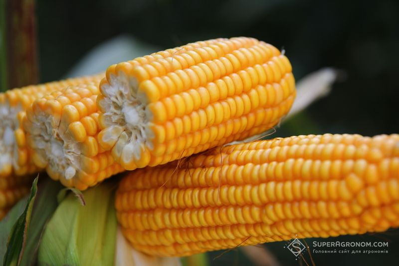Така т. Гибриды кукурузы. Сорта кукурузы зубовидная. Кукуруза кремнистая зубовидная. Турецкий гибрид семена кукурузы мачо.