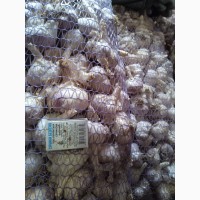Продам чеснок сорт Любаша высушенный чистый средне крупный цена 120гр