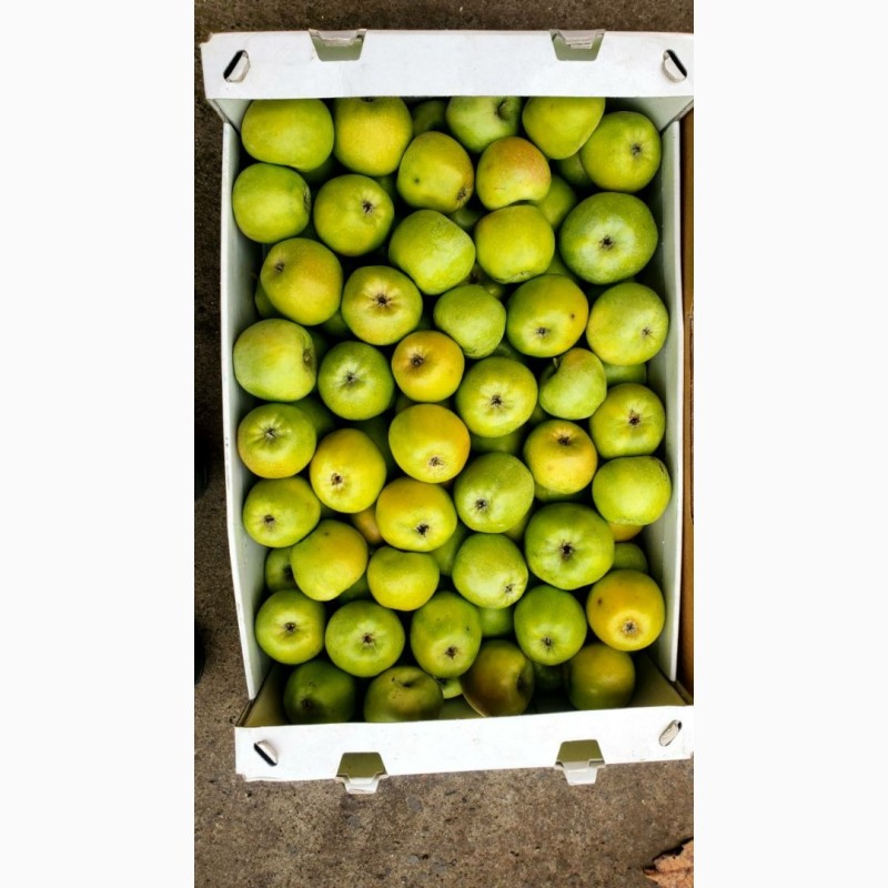 Фото 4. Яблука Продам Оптом: Якость та Вигідні ціни гарантовані