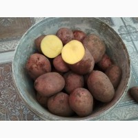 Продам картоплю велику